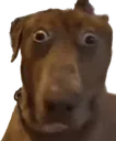 wtfdog