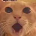 gobsmacked_goblin