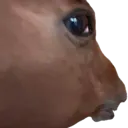horsesideye