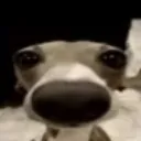 BL_Cachorro_xeirador