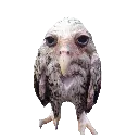 wet_owl