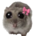 m_hamstermeme