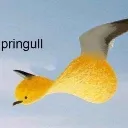 pringull