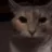 stupidcat
