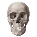 skull