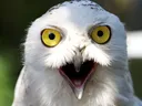 shockedowl