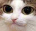 catstare Discord emoji