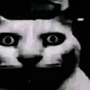 catbruh