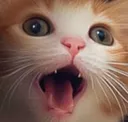 catt