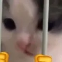 jailcat