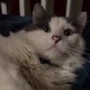 :kitty: