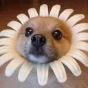 flowerdog