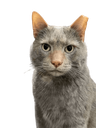 Logan_disapproves Discord emoji