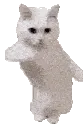 catdancenew