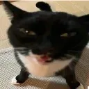 Cat_blep