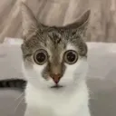 PTSD PTSD