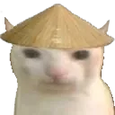 chinesecat