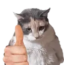 thumbcat