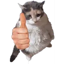 thumbcatbig