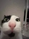 goober