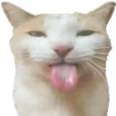 Cat_Tongue