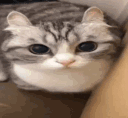 catexplosion