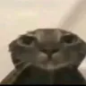catshower