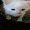 :catexplode: