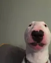 Walter