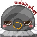 crow_doingwhat_lad