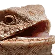 vancel3Lizardkek