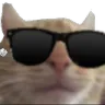 cat_sunglasses cat_sunglasses