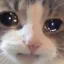 sad_kitty
