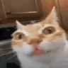 lunacat