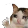 CryingCat
