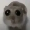 SadHampter