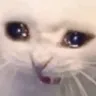 catcry