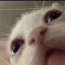 wut