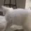 ass_dancing_cat ass_dancing_cat