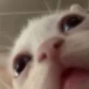 boogle