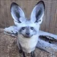 funnyfox