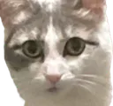 wtf