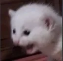 aaaaaaaaaa