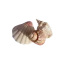 seashells