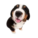 sillydog2