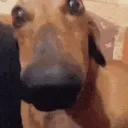 DogLookingSussyAndCute