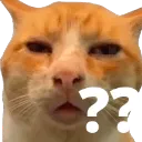 01_ConfusedCat