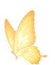 yellow_butterfly