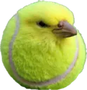 Birball