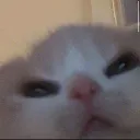 Ele_mad